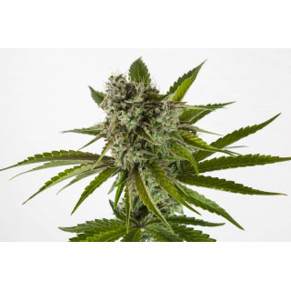 RS11 - Féminisée - Kannabia Seed Company | ROOTS-SEEDS.FR