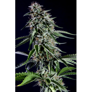 RS11 - Féminisée - Kannabia Seed Company | ROOTS-SEEDS.FR