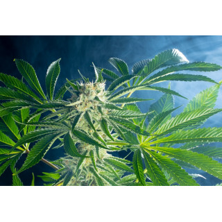 RS11 - Féminisée - Kannabia Seed Company | ROOTS-SEEDS.FR
