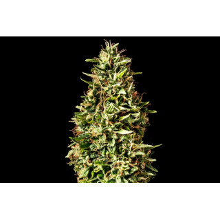 Runtz Auto - Autofloraison - Kannabia Seed Company - Graines de Collection