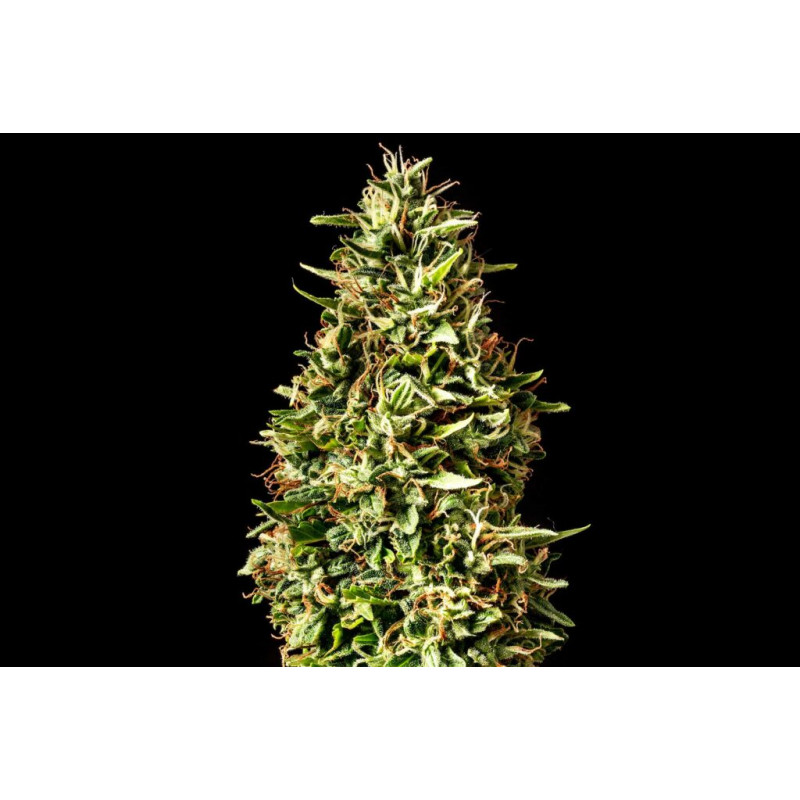 Runtz Auto - Autofloraison - Kannabia Seed Company - Graines de Collection