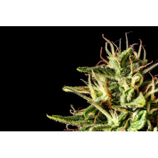 Runtz Auto - Autofloraison - Kannabia Seed Company - Graines de Collection