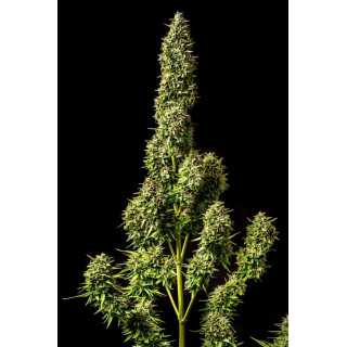 Runtz - Autofloraison - Kannabia Seed Company | ROOTS-SEEDS.FR