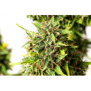 Runtz Auto - Autofloraison - Kannabia Seed Company - Graines de Collection