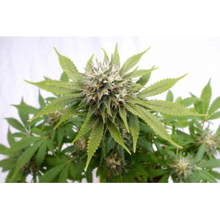Silver Widow - Féminisée - Kannabia Seed Company - Graines de Collection