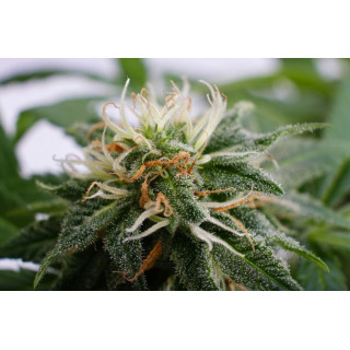 Silver Widow - Féminisée - Kannabia Seed Company | ROOTS-SEEDS.FR