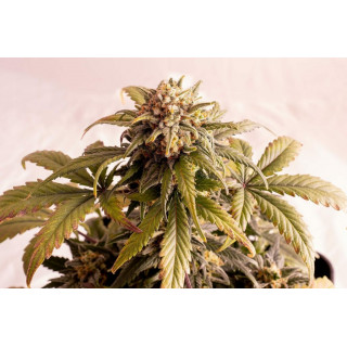 Speedy Boom Auto - Autofloraison - Kannabia Seed Company - Graines de Collection