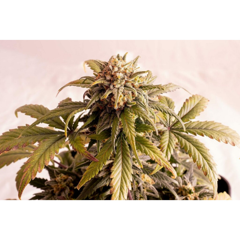 Speedy Boom Auto - Autofloraison - Kannabia Seed Company - Graines de Collection