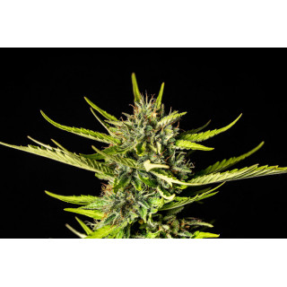 Strawberry Haze - Autofloraison - Kannabia Seed Company | ROOTS-SEEDS.FR