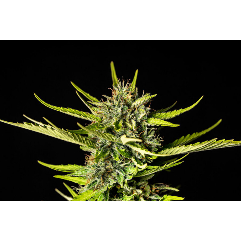 Strawberry Haze - Autofloraison - Kannabia Seed Company | ROOTS-SEEDS.FR