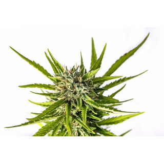 Strawberry Haze - Autofloraison - Kannabia Seed Company | ROOTS-SEEDS.FR