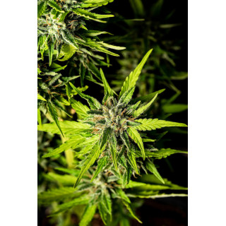Strawberry Haze - Autofloraison - Kannabia Seed Company | ROOTS-SEEDS.FR