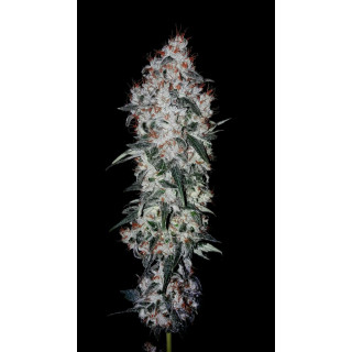 Super Ak - Féminisée - Kannabia Seed Company | ROOTS-SEEDS.FR