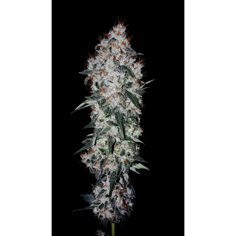 Super Ak - Féminisée - Kannabia Seed Company | ROOTS-SEEDS.FR