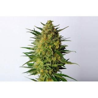 Super Ak - Féminisée - Kannabia Seed Company | ROOTS-SEEDS.FR