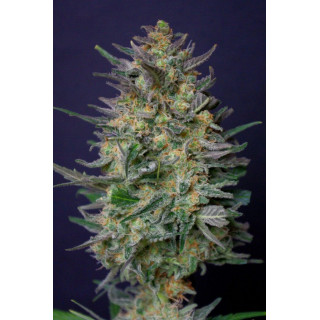 Super Ak - Féminisée - Kannabia Seed Company | ROOTS-SEEDS.FR