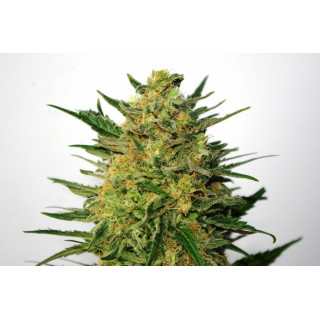 Super Ak - Féminisée - Kannabia Seed Company | ROOTS-SEEDS.FR