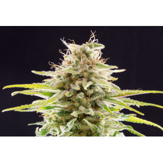 Super OG Kush - Féminisée - Kannabia Seed Company - Graines de Collection