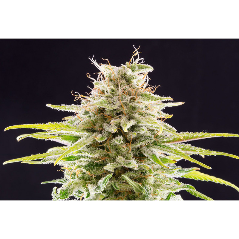 Super OG Kush - Féminisée - Kannabia Seed Company - Graines de Collection