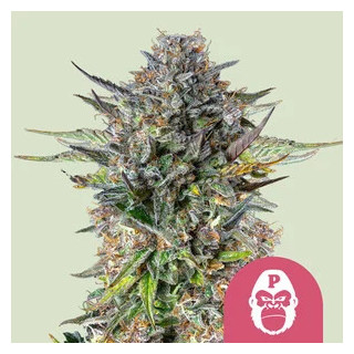 Pink Gorilla - Féminisée - Royal Queen Seeds