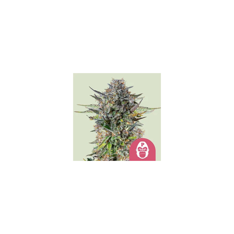 Pink Gorilla - Féminisée - Royal Queen Seeds