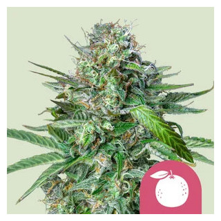 Tangie - Féminisée - Royal Queen Seeds