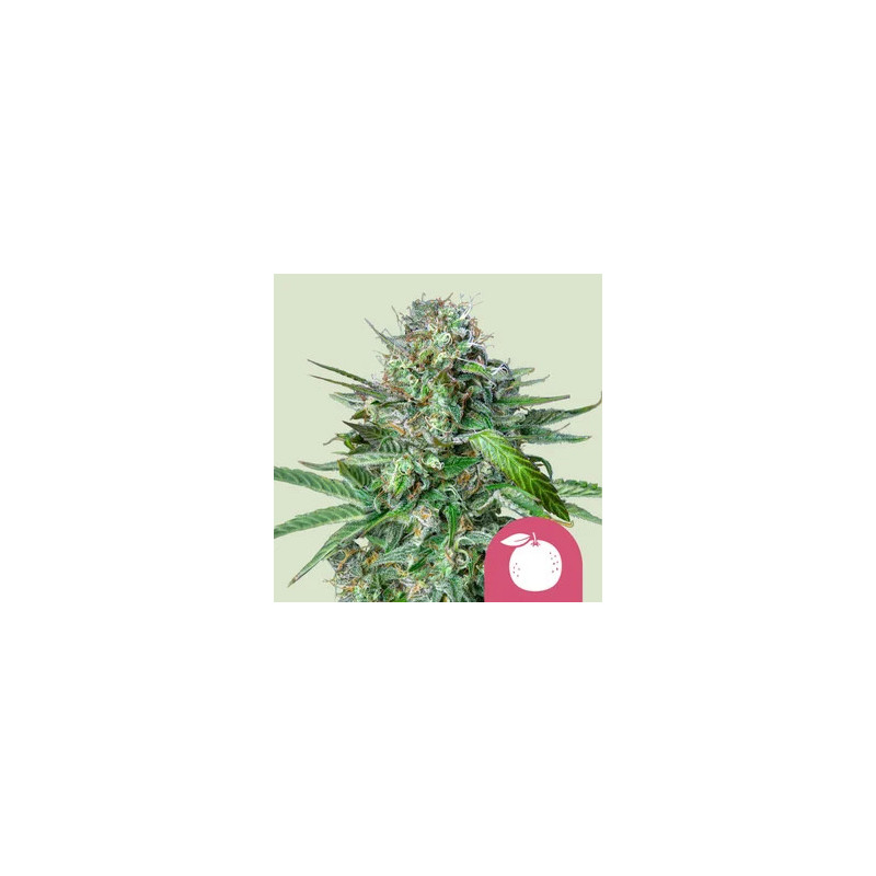 Tangie - Féminisée - Royal Queen Seeds