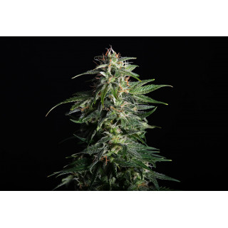 Swiss Dream Auto Cbd - Autofloraison - Kannabia Seed Company - Graines de Collection