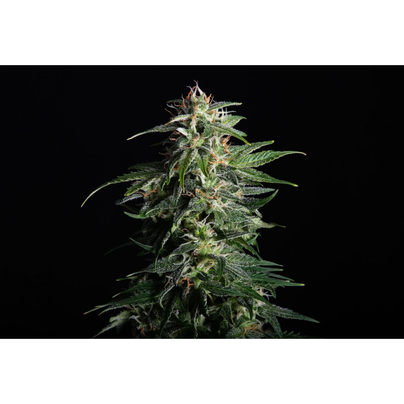 Swiss Dream Auto Cbd - Autofloraison - Kannabia Seed Company - Graines de Collection