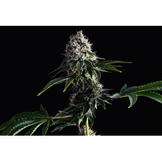 Swiss Dream Cbd - Féminisée - Kannabia Seed Company - Graines de Collection