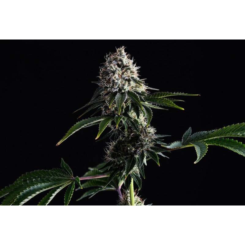 Swiss Dream Cbd - Féminisée - Kannabia Seed Company - Graines de Collection