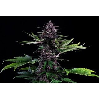 Swiss Dream Rosé Auto Cbd - Autofloraison - Kannabia Seed Company - Graines de Collection