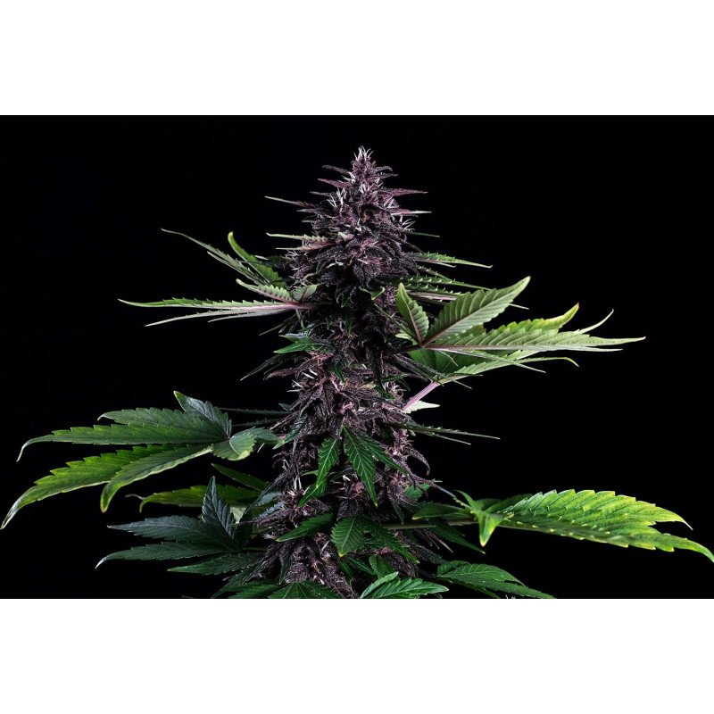 Swiss Dream Rosé Auto Cbd - Autofloraison - Kannabia Seed Company - Graines de Collection