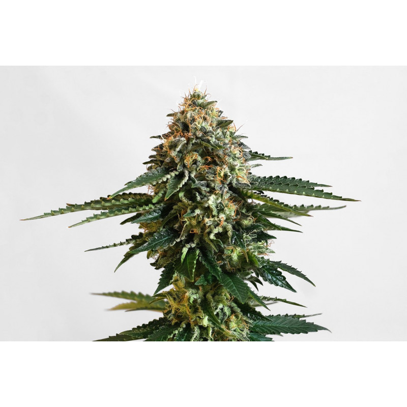 THCV - Féminisée - Kannabia Seed Company | ROOTS-SEEDS.FR
