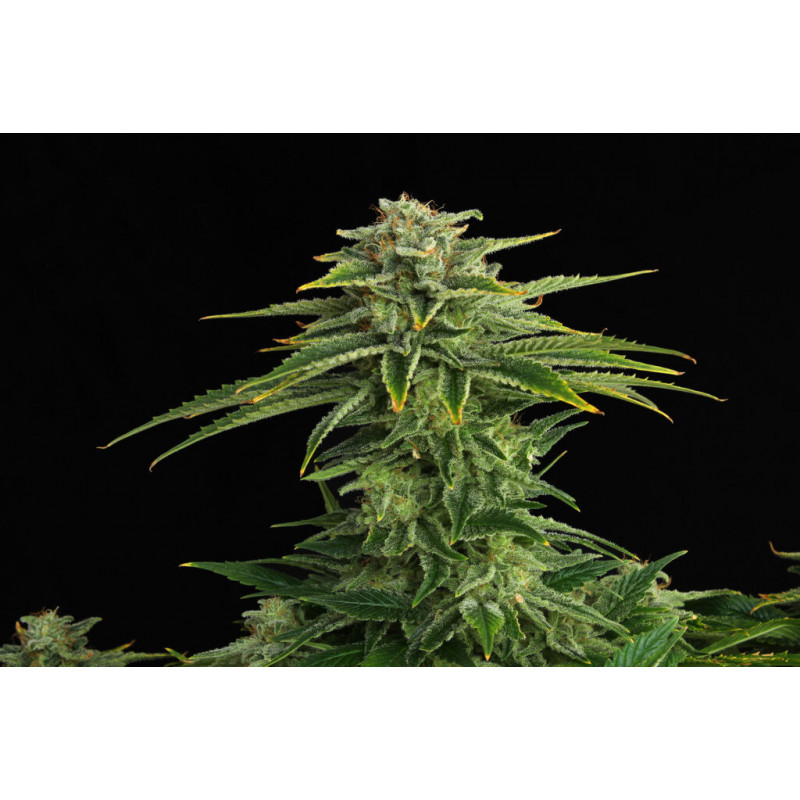 Zkittlez - Féminisée - Kannabia Seed Company | ROOTS-SEEDS.FR