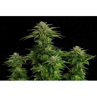 Zkittlez - Féminisée - Kannabia Seed Company | ROOTS-SEEDS.FR
