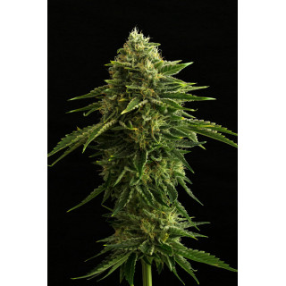 Zkittlez - Féminisée - Kannabia Seed Company | ROOTS-SEEDS.FR
