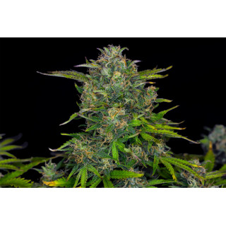 Zkittlez Auto - Autofloraison - Kannabia Seed Company - Graines de Collection