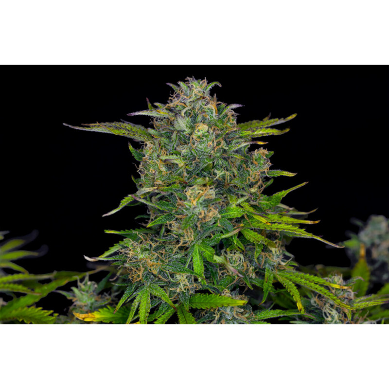 Zkittlez Auto - Autofloraison - Kannabia Seed Company - Graines de Collection