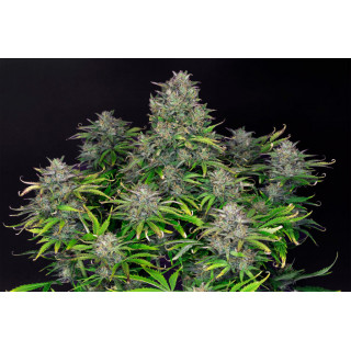 Zkittlez Auto - Autofloraison - Kannabia Seed Company - Graines de Collection