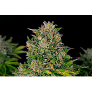 Zkittlez Auto - Autofloraison - Kannabia Seed Company - Graines de Collection