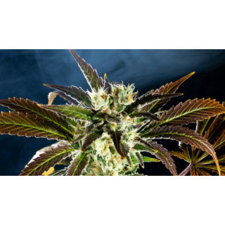 Amnesi-K Haze - Féminisée - Kannabia Seed Company - Graines de Collection