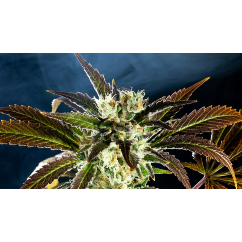 Amnesi-K Haze - Féminisée - Kannabia Seed Company - Graines de Collection