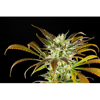 Amnesi-K Haze - Féminisée - Kannabia Seed Company - Graines de Collection