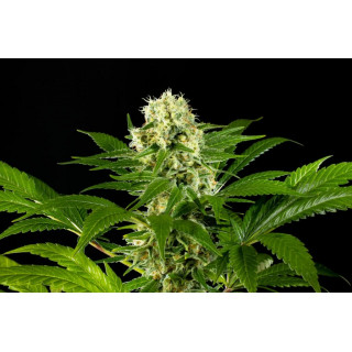 Amnesi-K Haze - Féminisée - Kannabia Seed Company - Graines de Collection