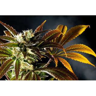 Amnesi-K Haze - Féminisée - Kannabia Seed Company - Graines de Collection