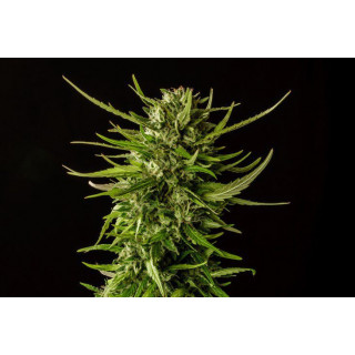 Dosidos - Féminisée - Kannabia Seed Company | ROOTS-SEEDS.FR