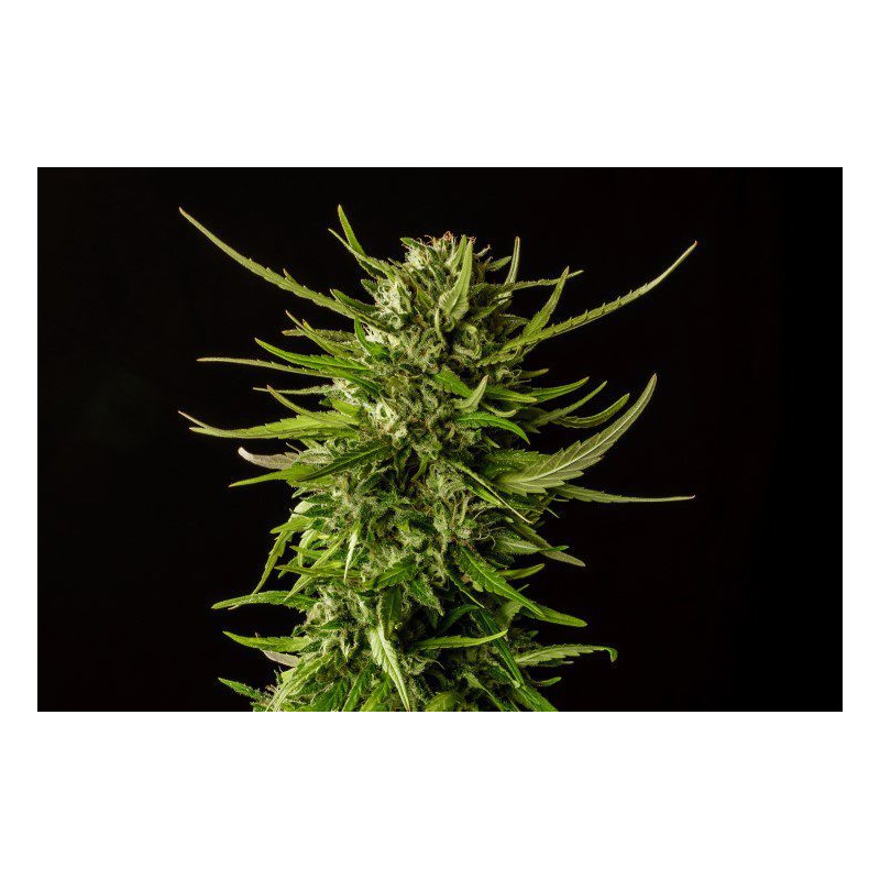 Dosidos - Féminisée - Kannabia Seed Company | ROOTS-SEEDS.FR