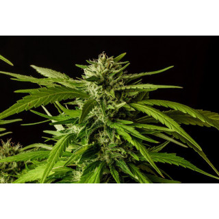 Dosidos - Féminisée - Kannabia Seed Company | ROOTS-SEEDS.FR