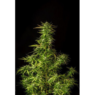 Dosidos - Féminisée - Kannabia Seed Company | ROOTS-SEEDS.FR